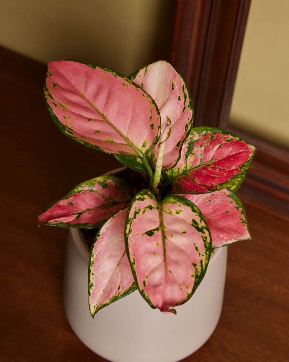 Aglaonema Mulan 💚 📩📩📩 #TopRare #collectorsitem