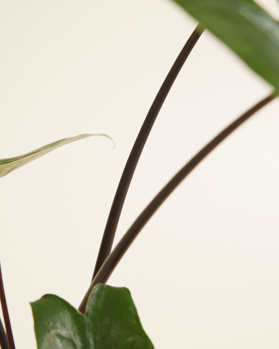 philodendron golden dragon pflege Philodendron Golden Dragon | Care Guide and Pro Tips - Delivery from  Toronto across Canada