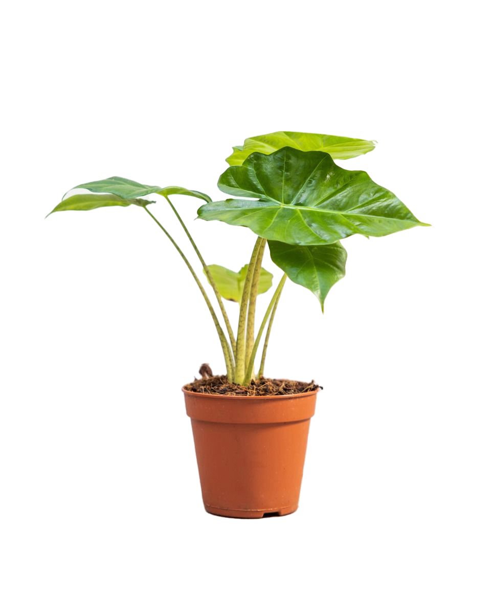 Alocasia Portodora (Olifantsoor) online kopen | PLNTS.com