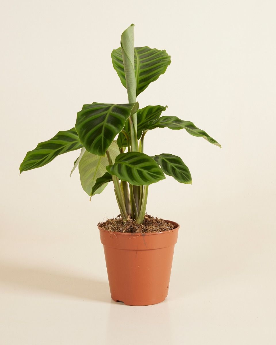 Calathea (Pianta che si muove) - I consigli degli esperti | PLNTS.com