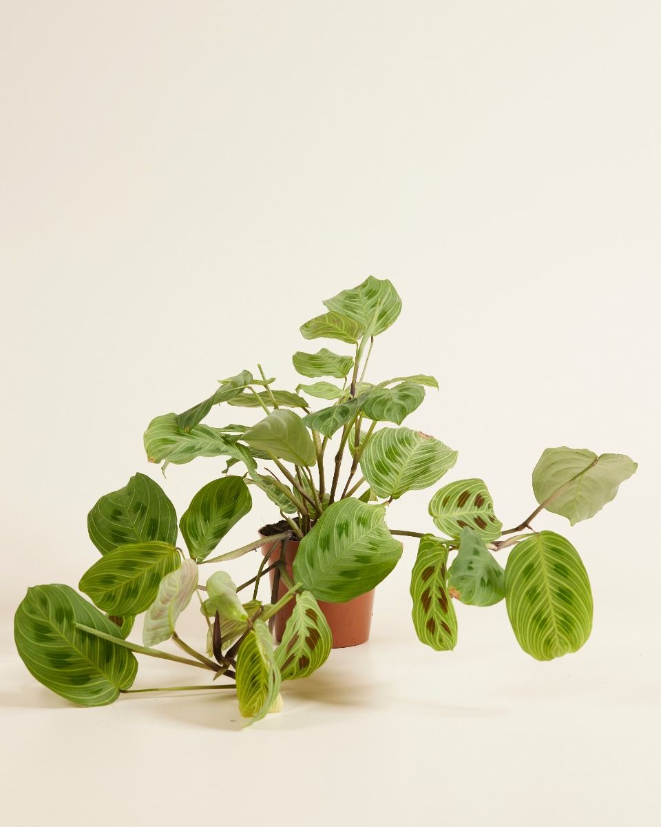 Shop Maranta Light Veins M online | PLNTS.com