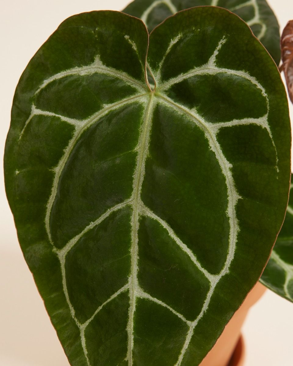 Anthurium Crystallinum – Plante D'Intérieur Rare 20 Cm – Feuillage Velouté Vert Argenté – Pot 12 Cm