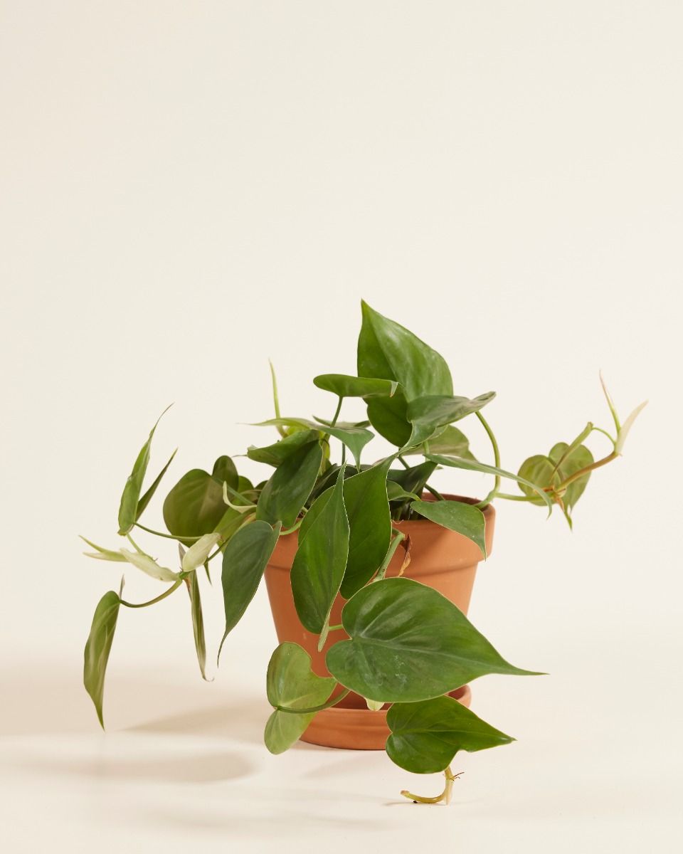 Shop Philodendron Scandens S online | PLNTS.com