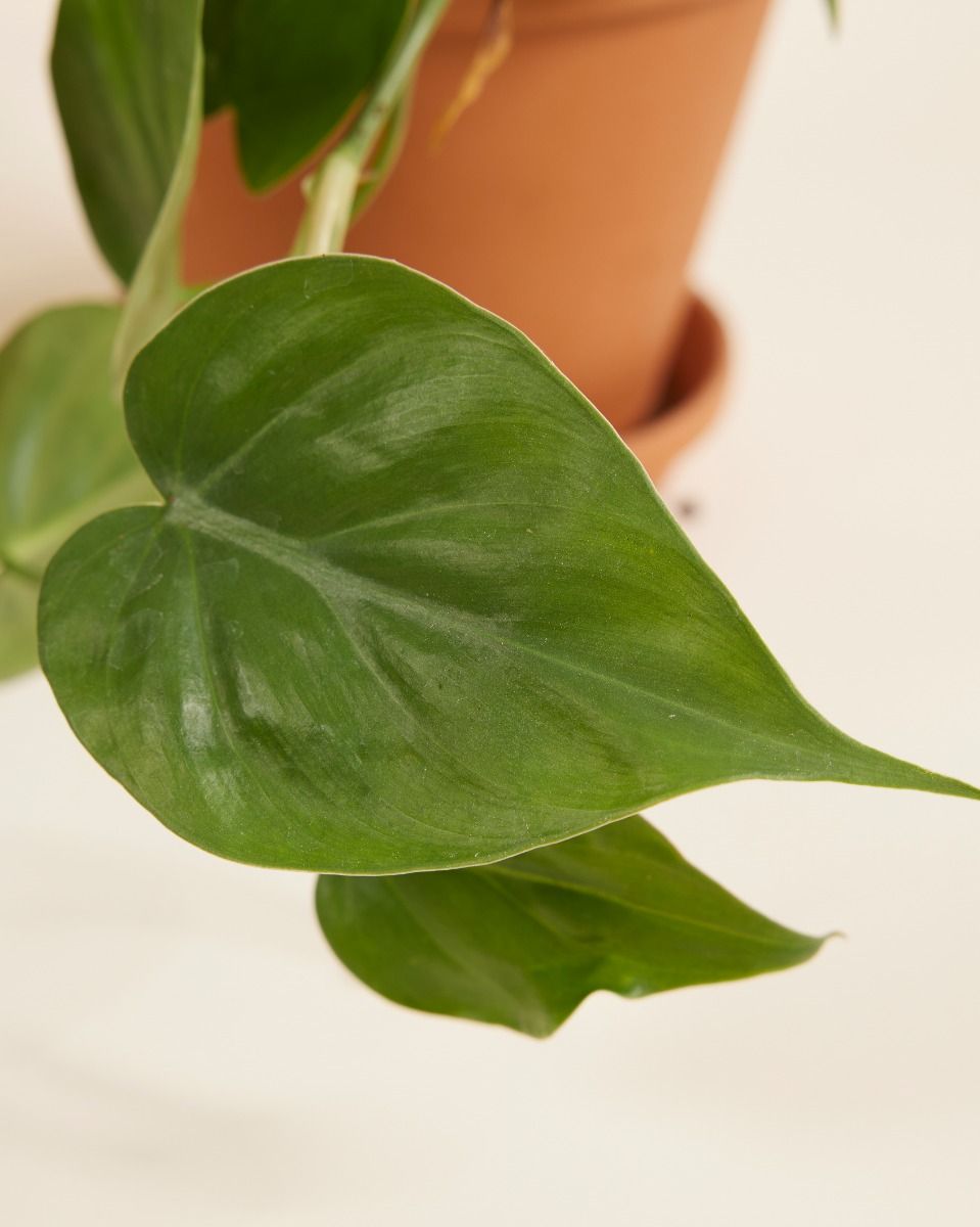 pictures of money trees Buy Money Tree Braided - Good Luck Tree
