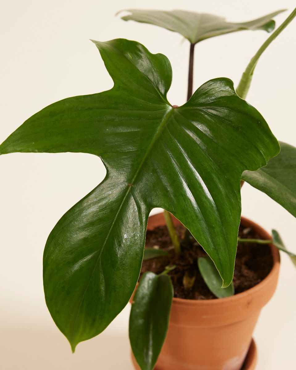 white princess philodendron Wekiva Foliage Enchanting White Princess Philodendron-Live Starter Plant in a 4 in. Pot-Philodendron Erubescens White Princess