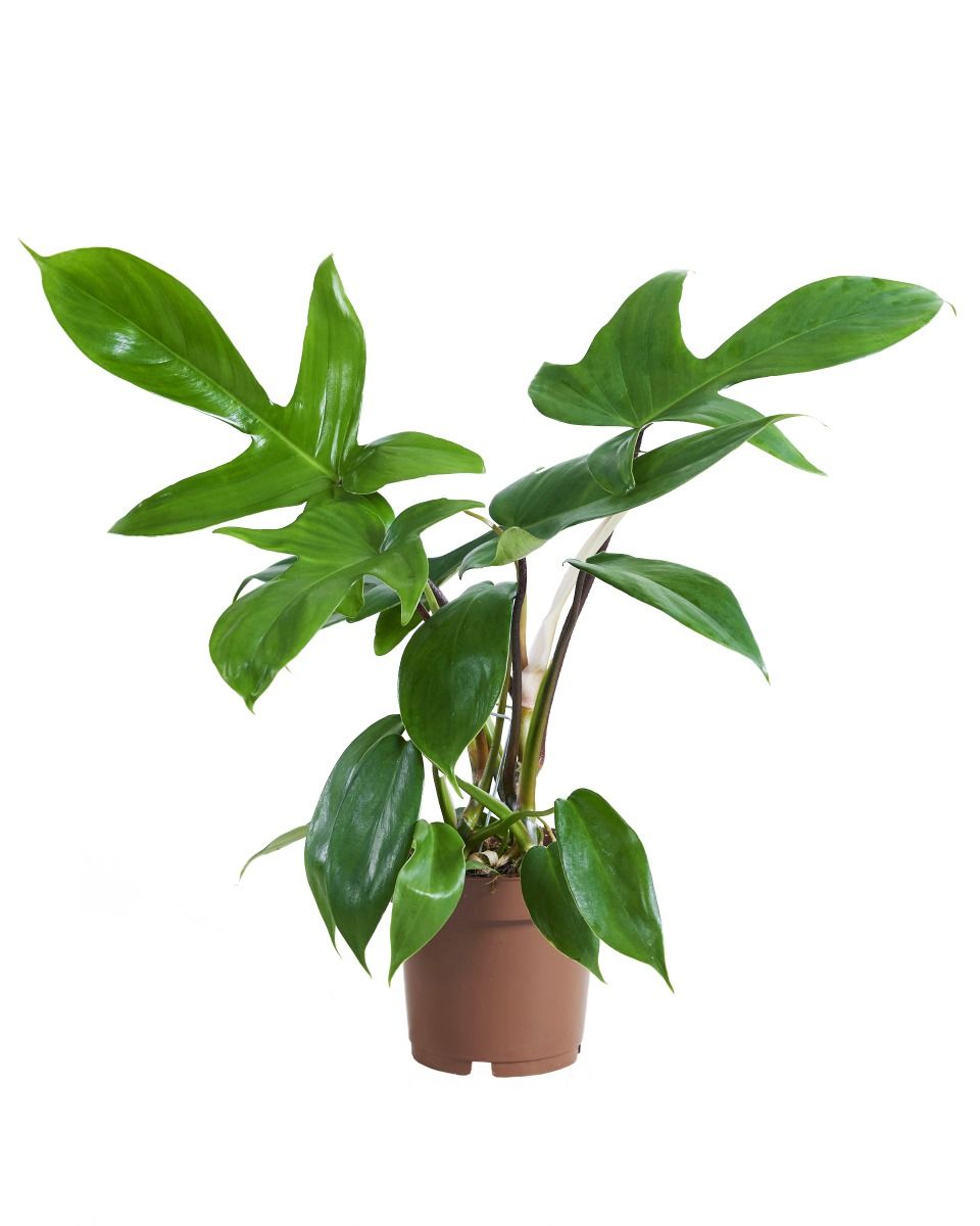 Shop Philodendron Florida Green Online PLNTS