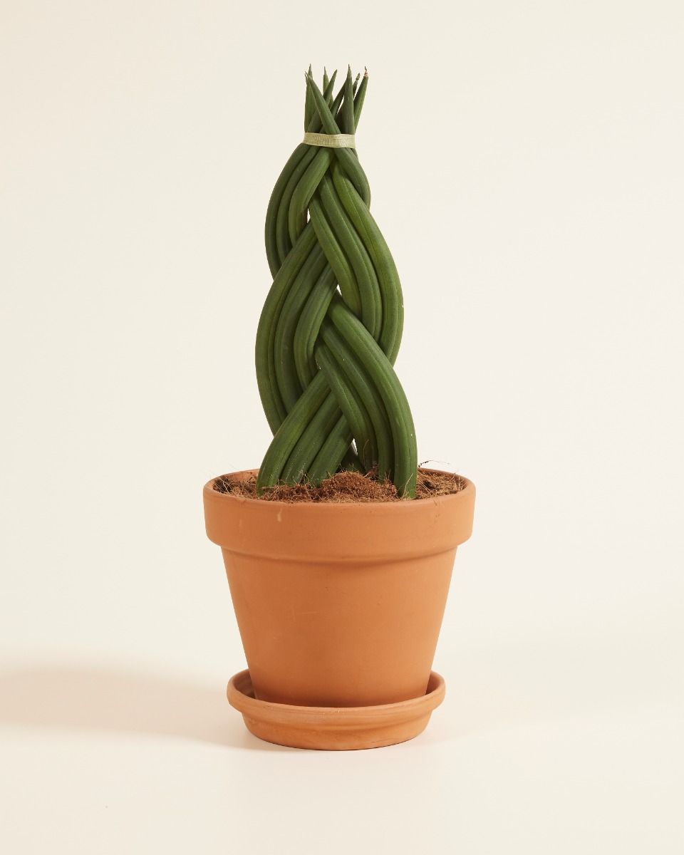 Sansevieria Twister M online kaufen | PLNTS.com