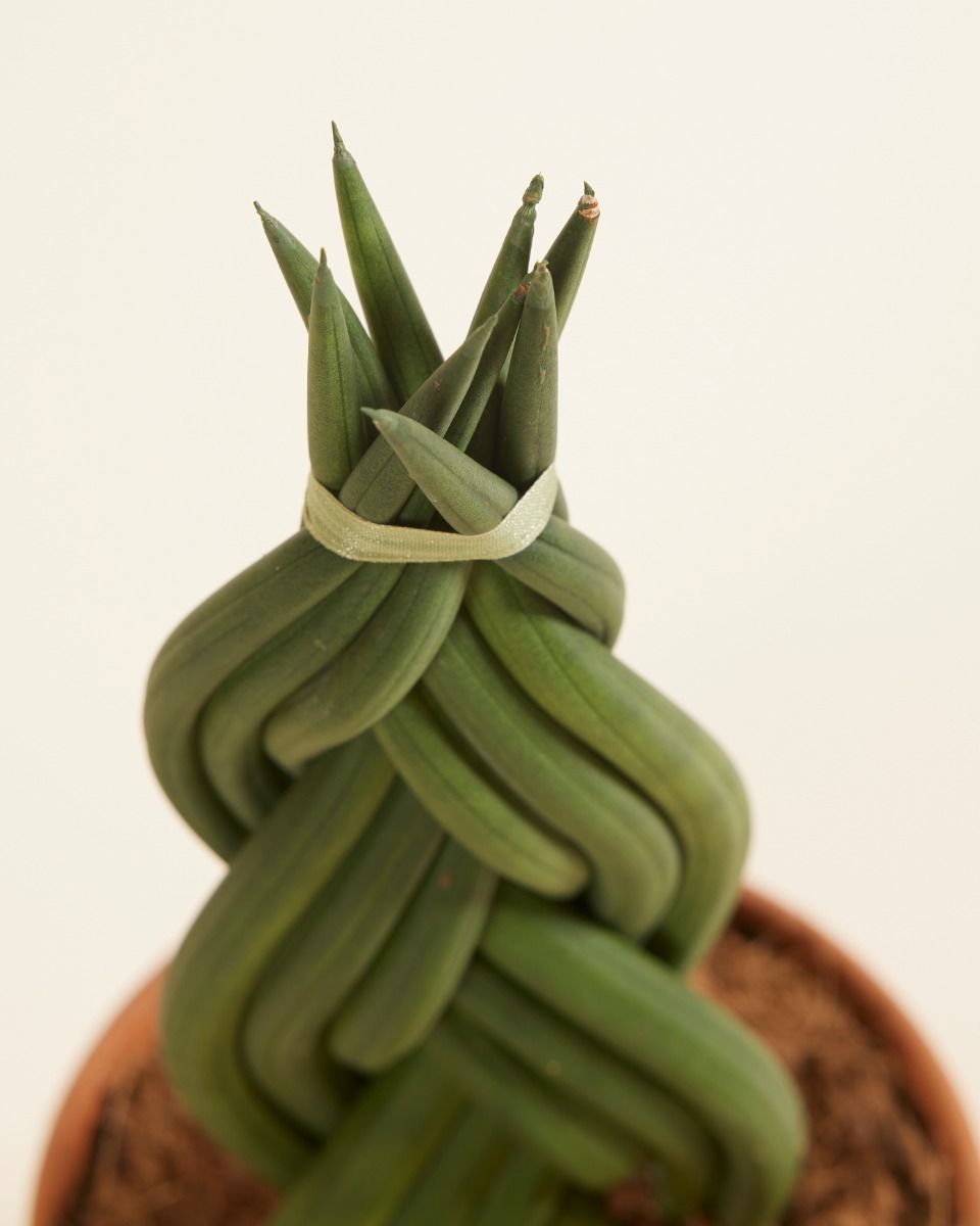 Shop Sansevieria Twister M online | PLNTS.com