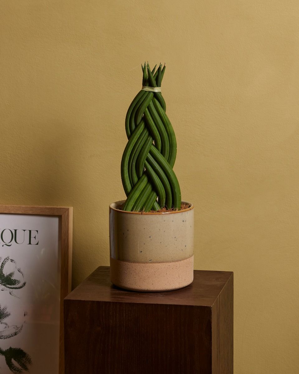 Shop Sansevieria Twister M online | PLNTS.com