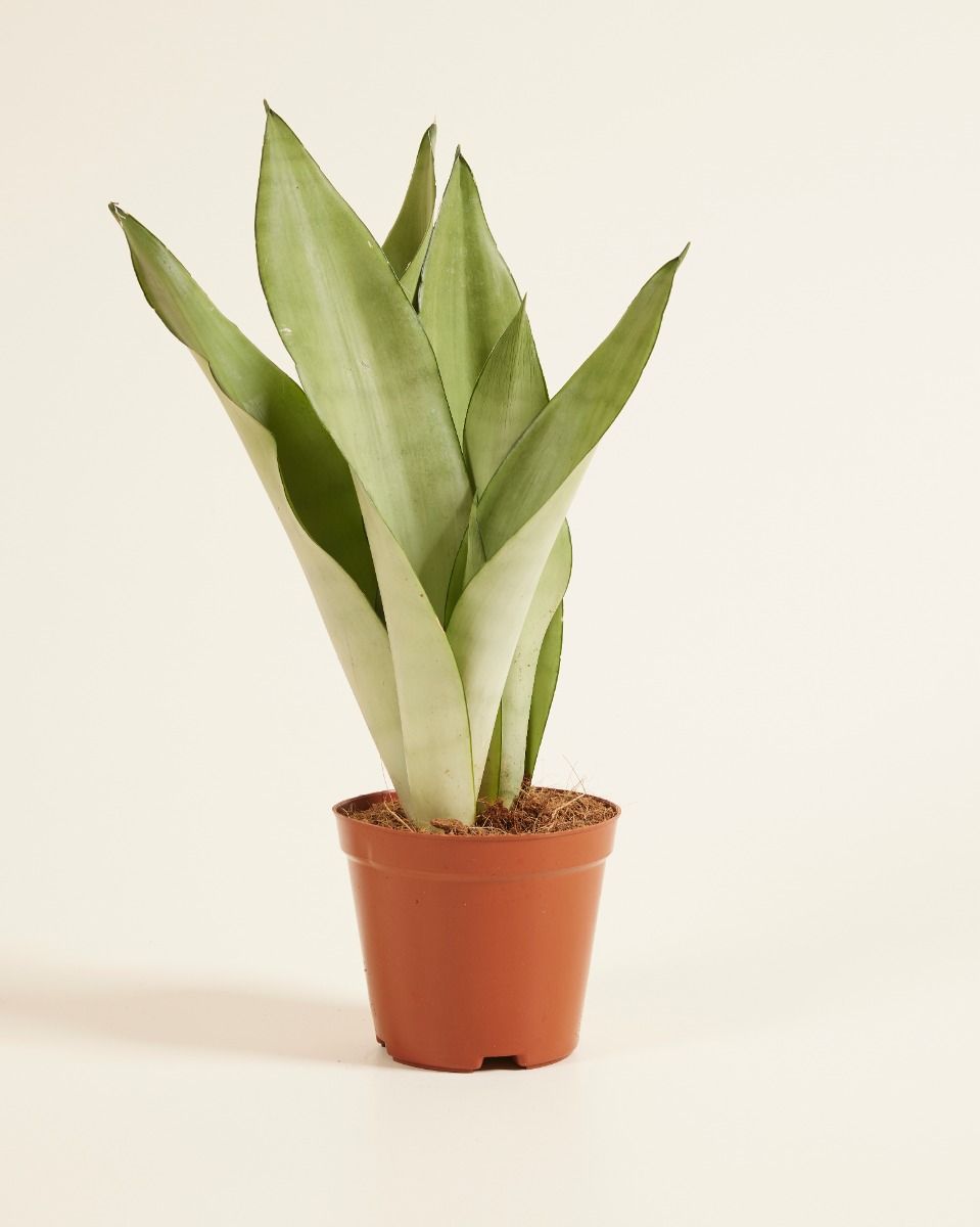 Pflege von Sansevieria: Expertentipps fr Pflanzen | PLNTS.com