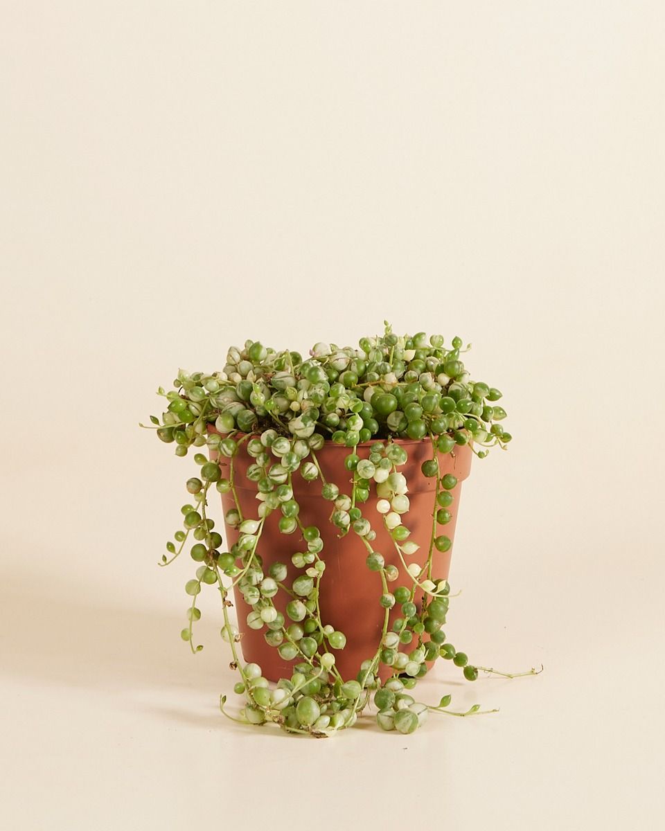 Plante Senecio Rowleyanus (Collier De Perles) - Succulente Retombante, Pot 20-30 Cm, Dépolluante - 8