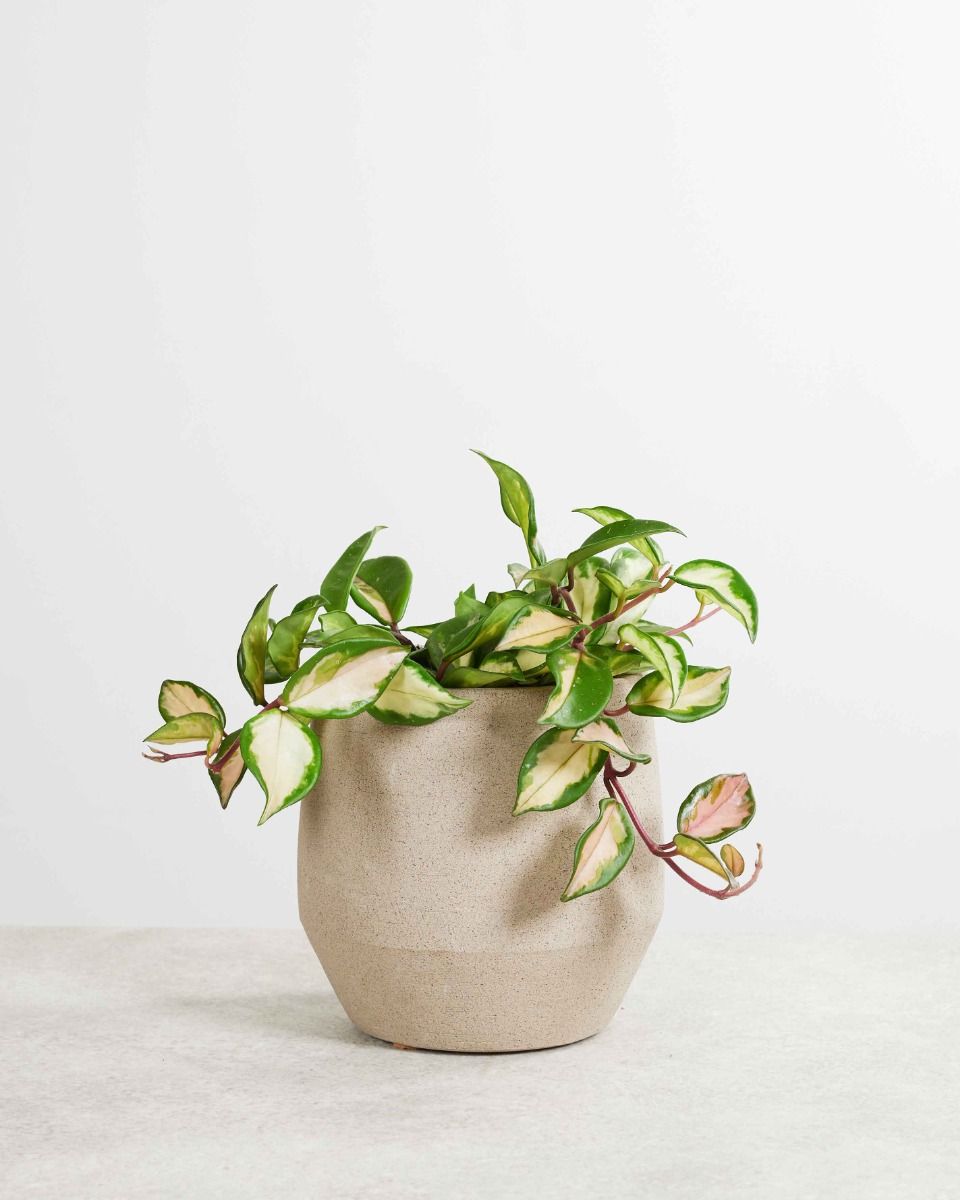 Your online shop for houseplant and more   PLNTS.com