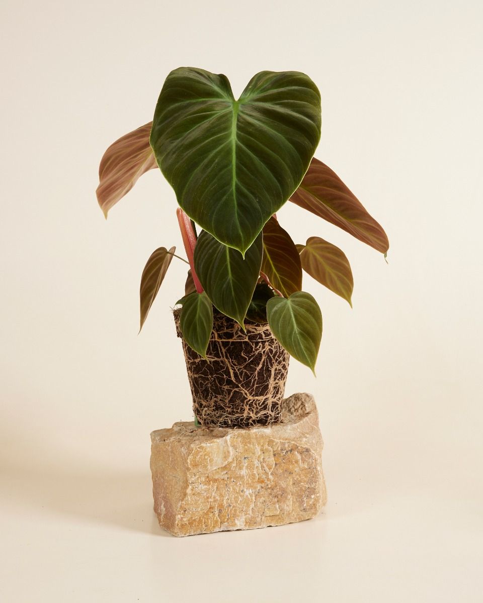 Shop Philodendron El Choco Red S online | PLNTS.com Shop Philodendron El Choco Red S online | PLNTS.com