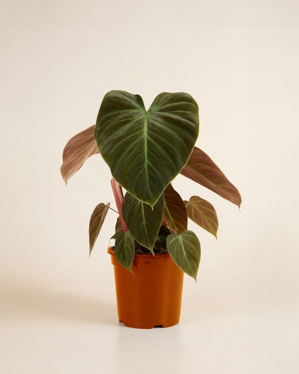 Philodendron-Pflege: Expertentipps fr blhende Pflanzen | PLNTS.com