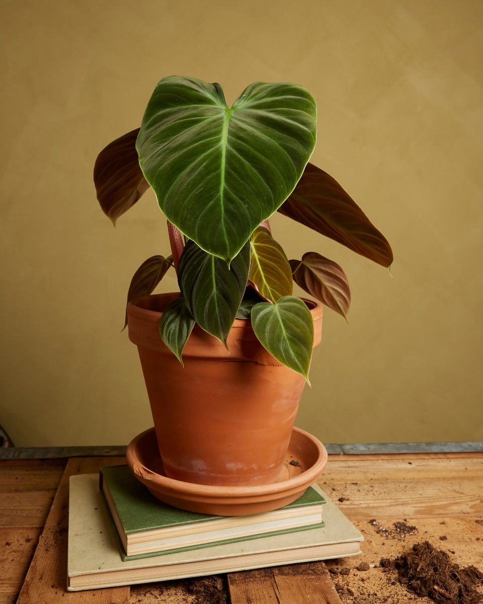 Shop Philodendron El Choco Red M online | PLNTS.com