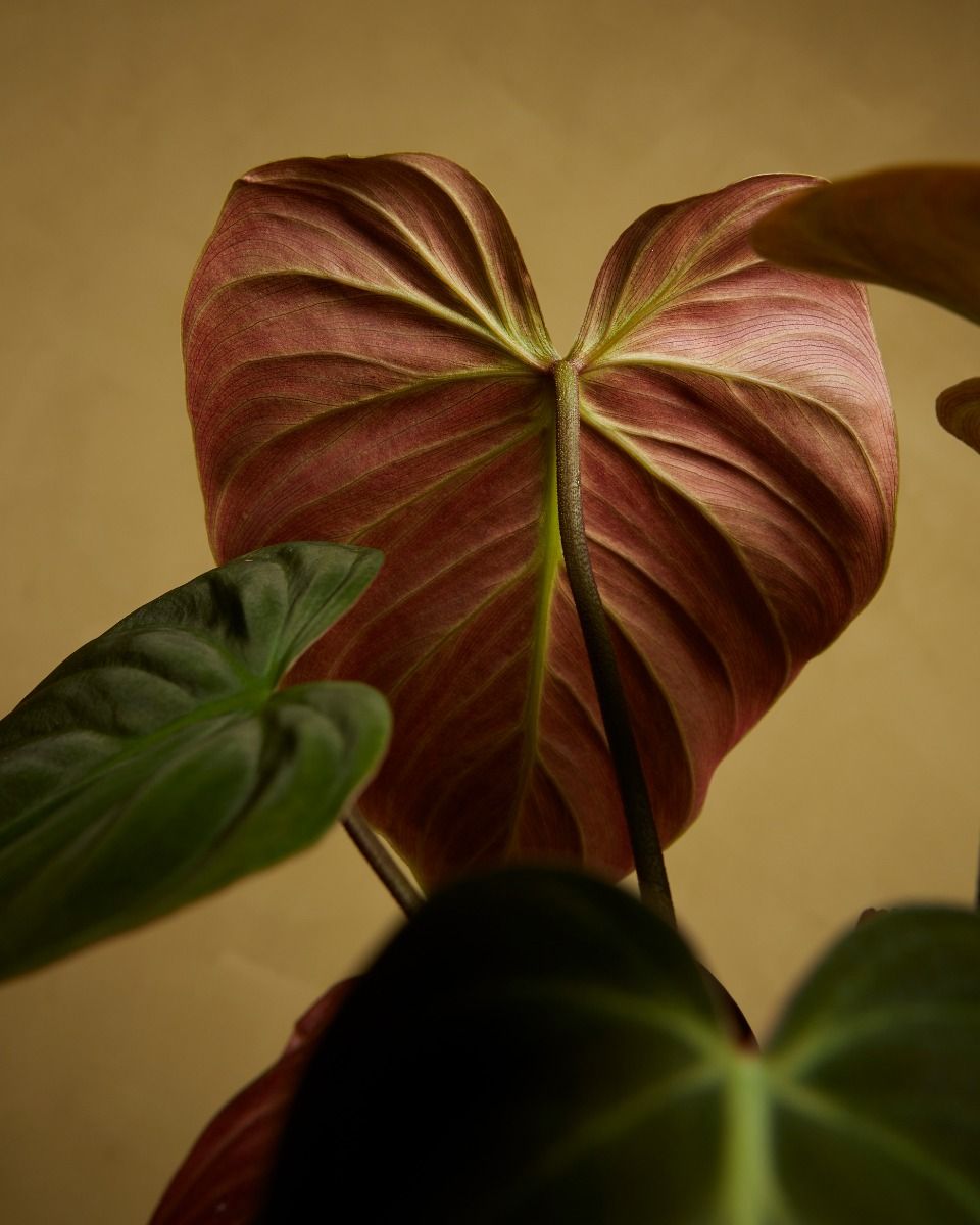 philodendron florida Rooted Cutting Philodendron Florida Beauty – Tropical Houseplant