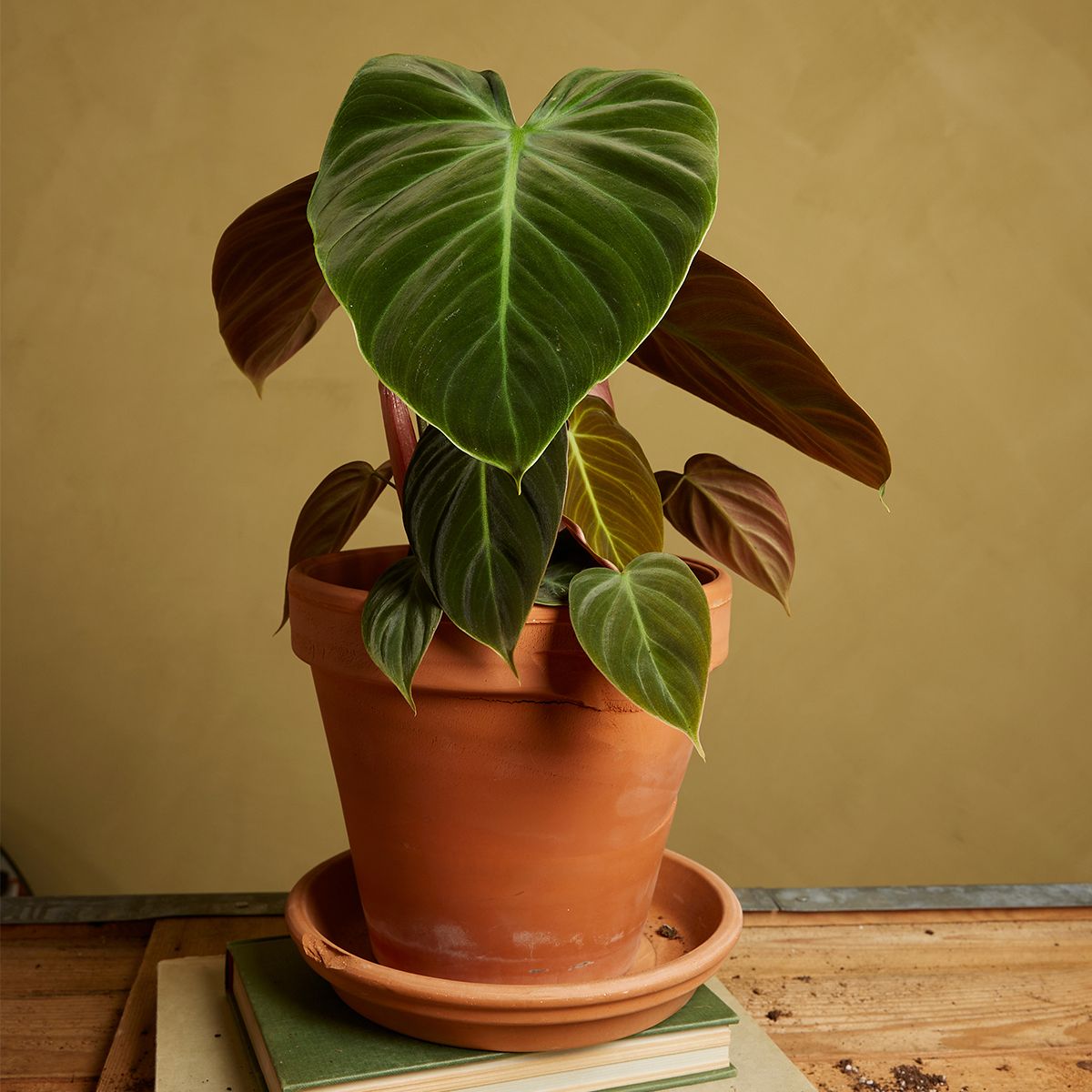 Philodendron shops El Choco Red