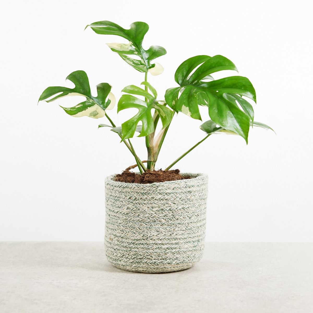 Shop Rhaphidophora Tetrasperma Variegated M online | PLNTS.com