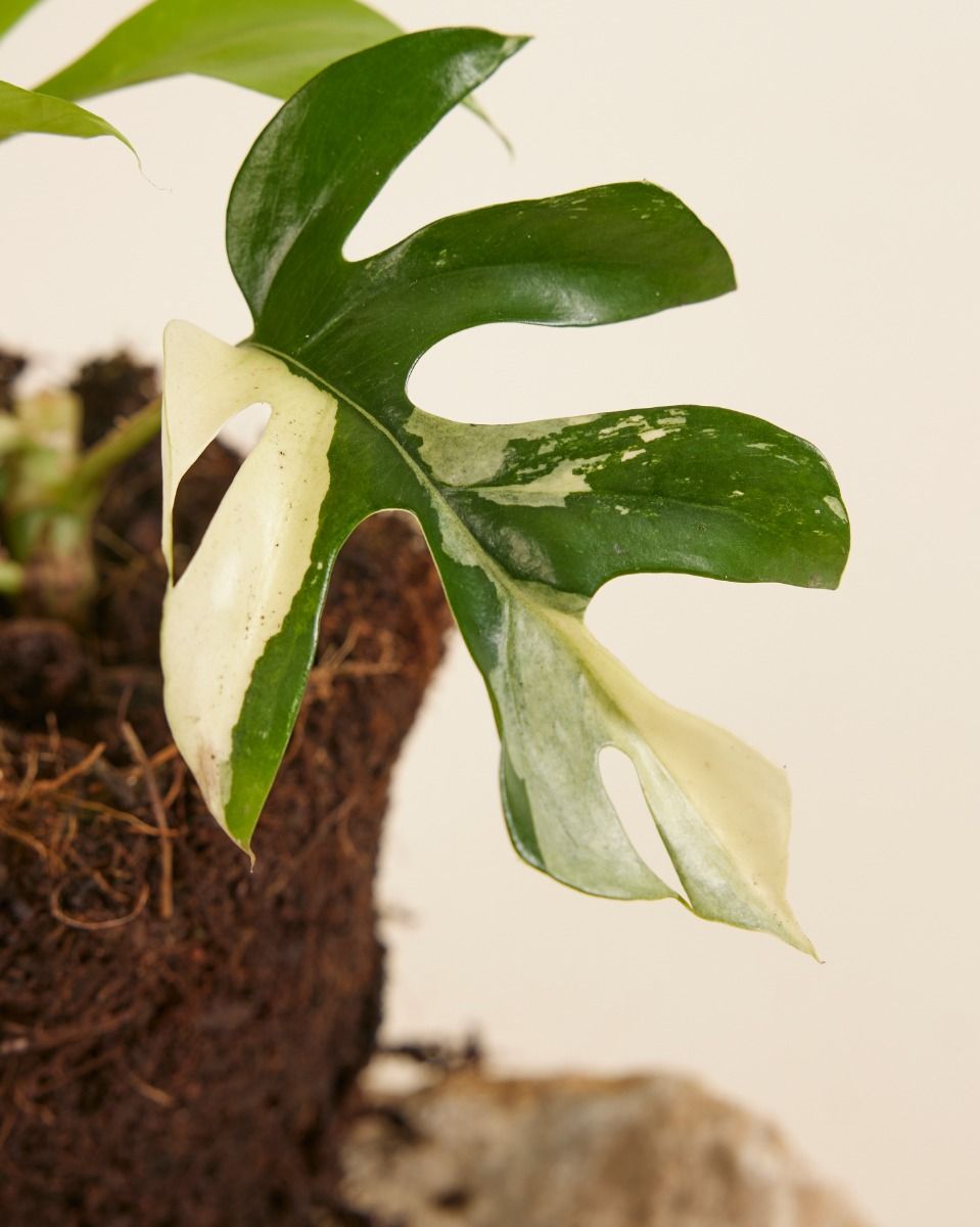 Variegated good Rhaphidophora tetrasperma