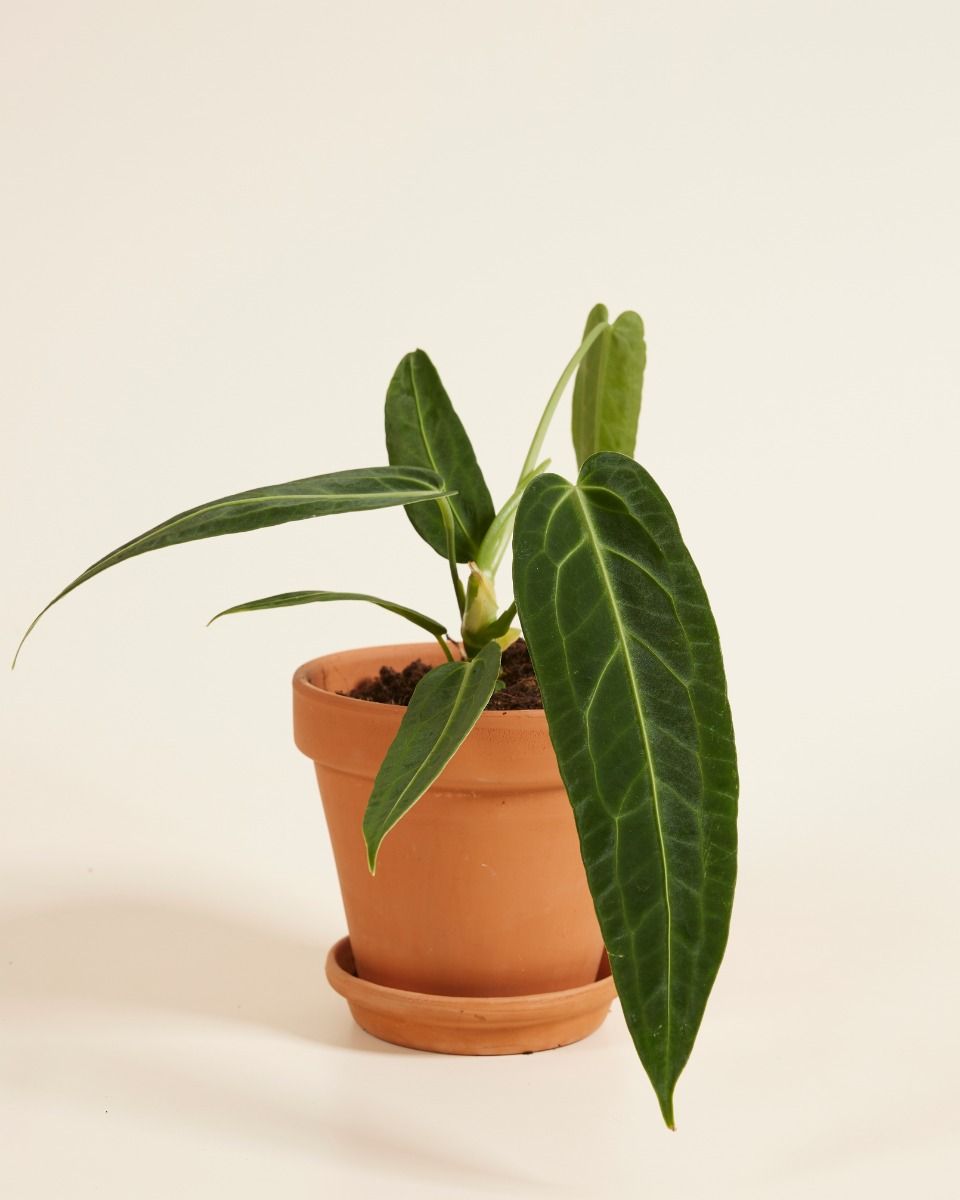 Anthurium 'Warocqueanum' 2.5号 Anthurium Warocqueanum - Mature size – Aroid Market