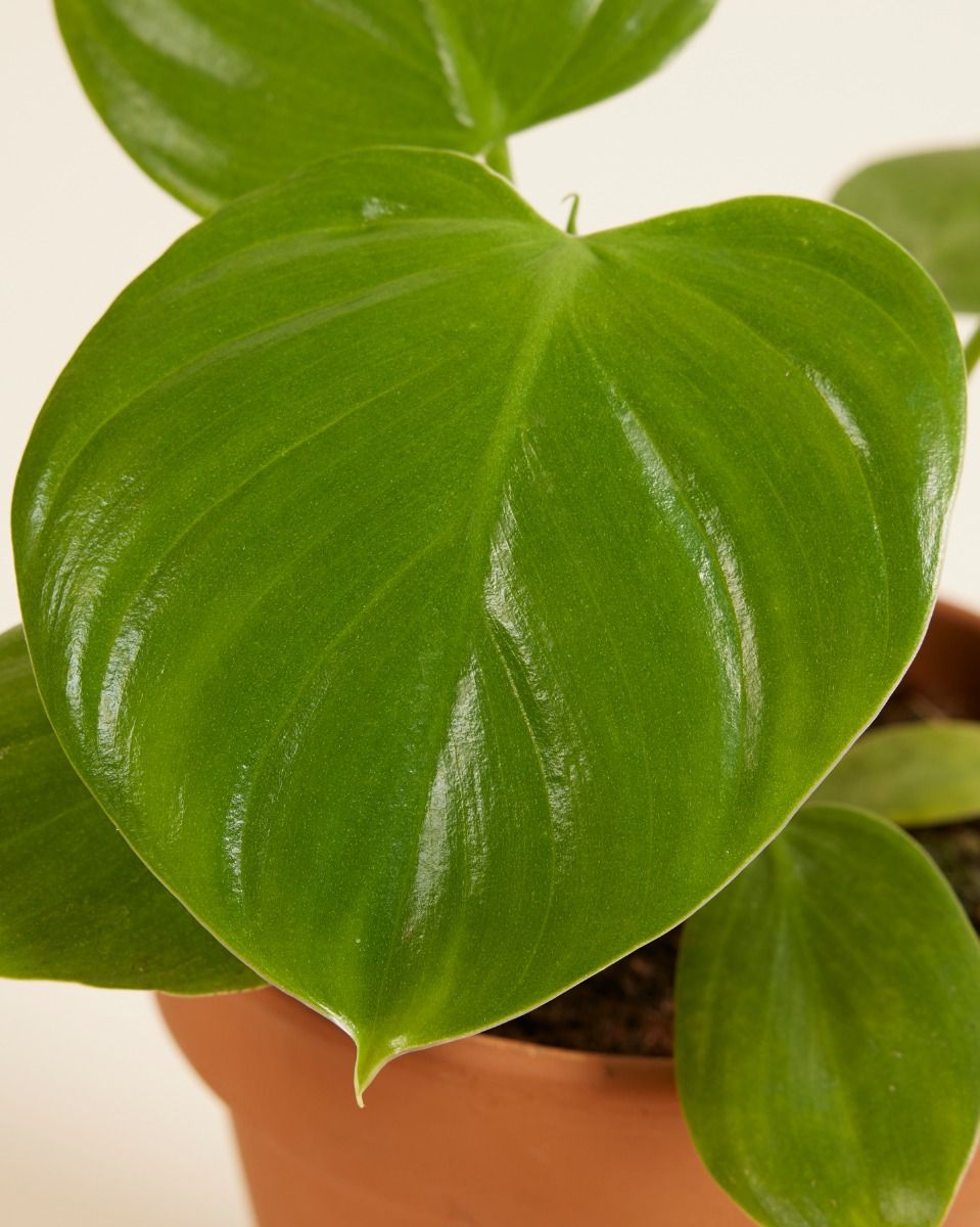 philodendron sunset Philodendron Verrucosum 'Amazon Sunset' – Foliage Dreams main image 1