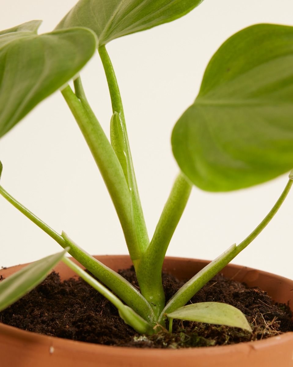 philodendron red anderson variegated Philodendron Red Anderson: an exceptional plant with unique foliage –  plantandstories main image 0