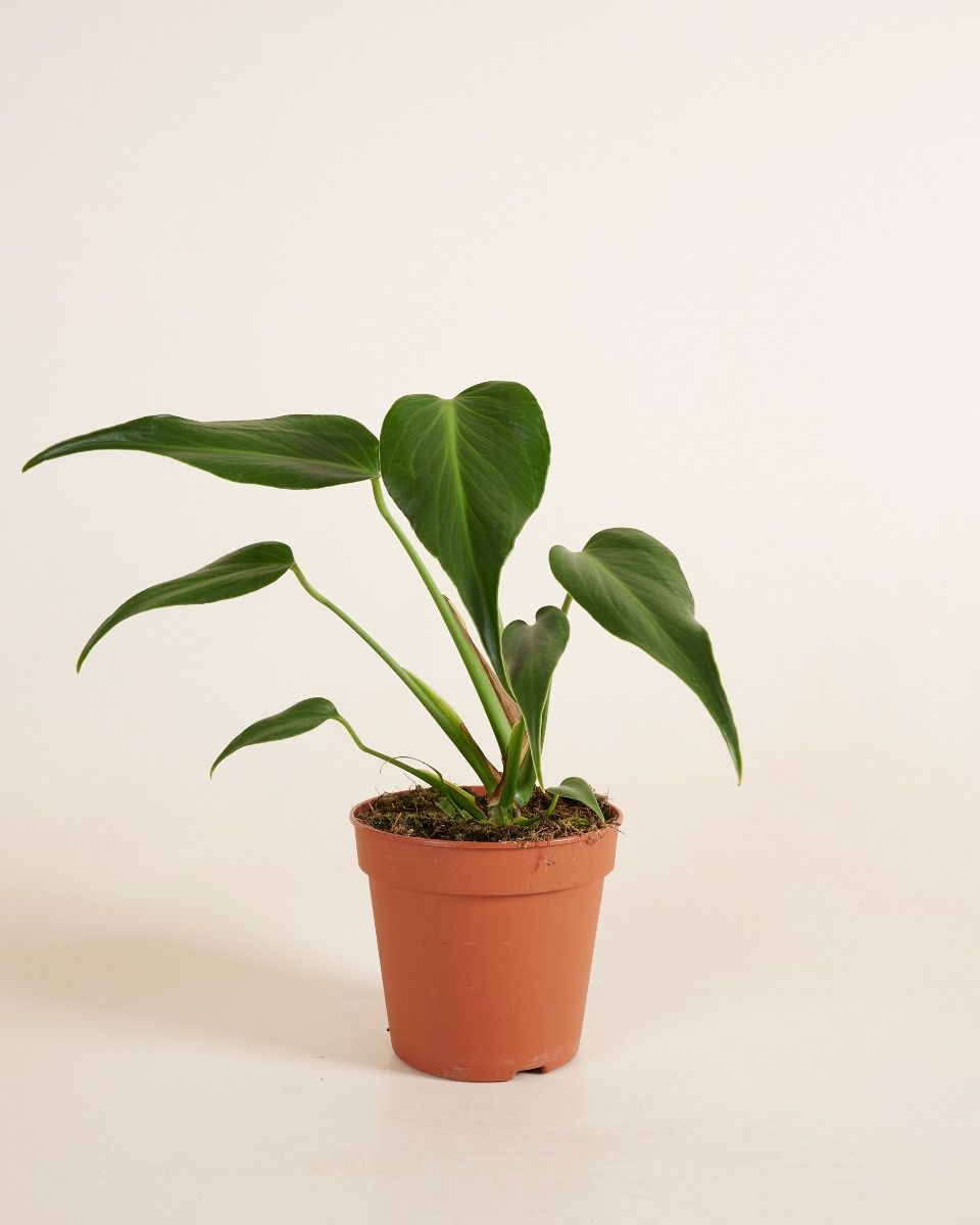 その他観葉植物 Monstera burle marx's flame Monstera Burle Marx Flame L online kopen | PLNTS.com
