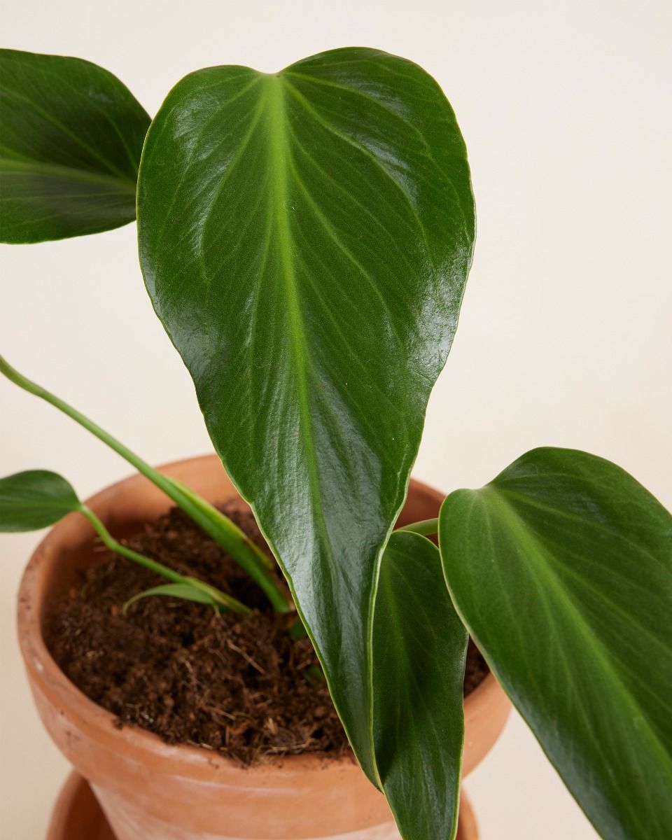 その他観葉植物 Monstera burle marx's flame Monstera Burle Marx Flame L online kopen | PLNTS.com