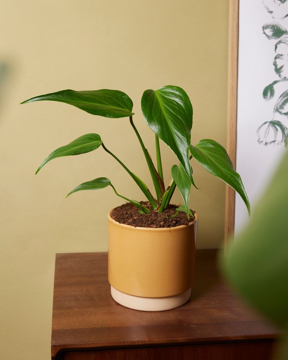 Monstera Burle Marx Flame L online kopen | PLNTS.com
