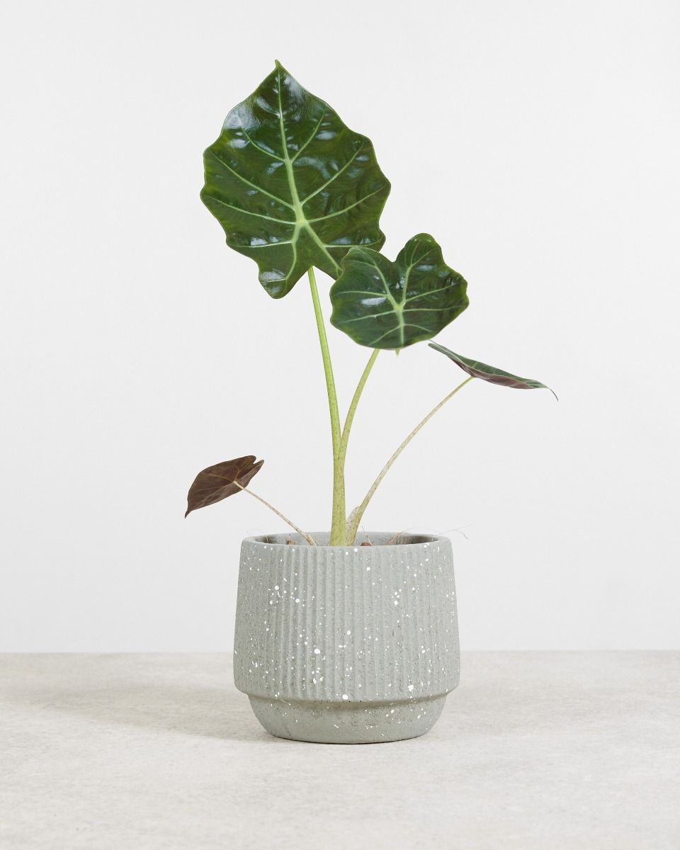 Shop Alocasia Williams (Elephant Ears) online | PLNTS.com