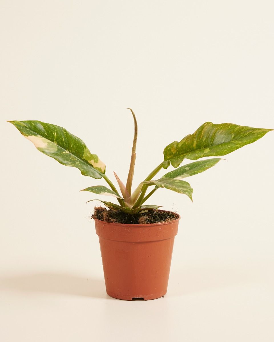 Shop Philodendron Ring of Fire online | PLNTS.com