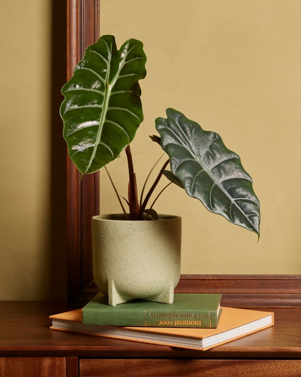 palm dracaena 4' Corn Stalk Dracaena Silk Plant (Real Touch)