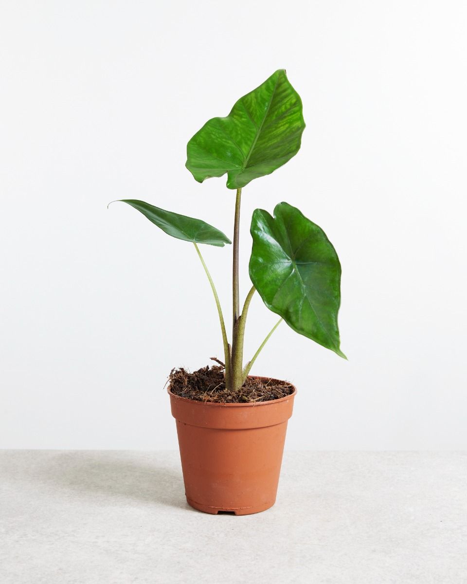 Alocasia Sumo Green