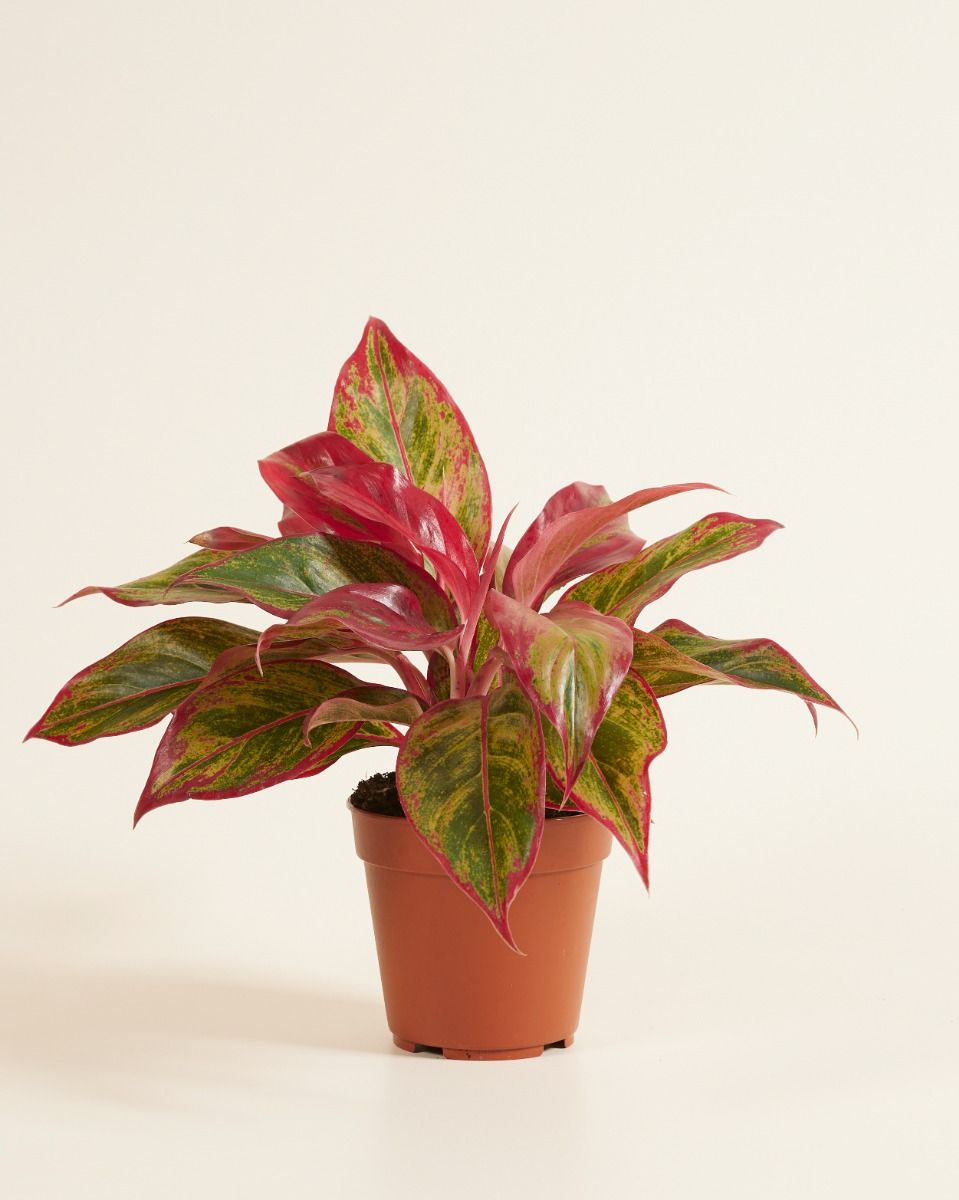 Most wanted Aglaonema varieties in 2026 | PLNTS.com