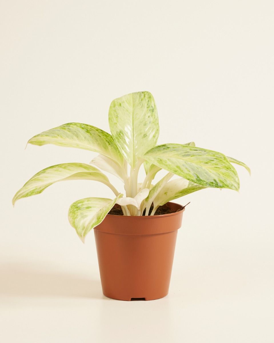 Shop Aglaonema Arctic Lime M (Chinese Evergreen) online | PLNTS.com