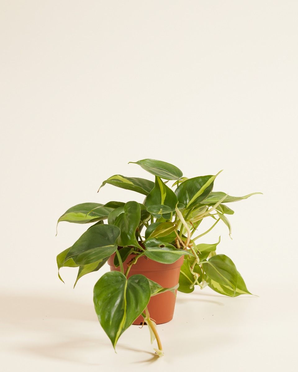 emerald pothos vs global green Pothos 'Global Green'