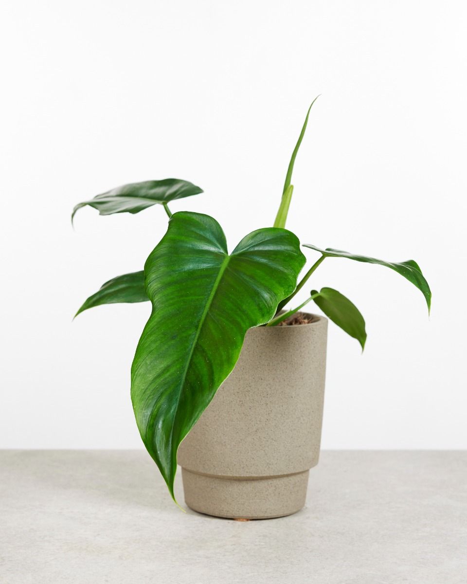 Philodendron Golden Dragon M Online Kopen PLNTS