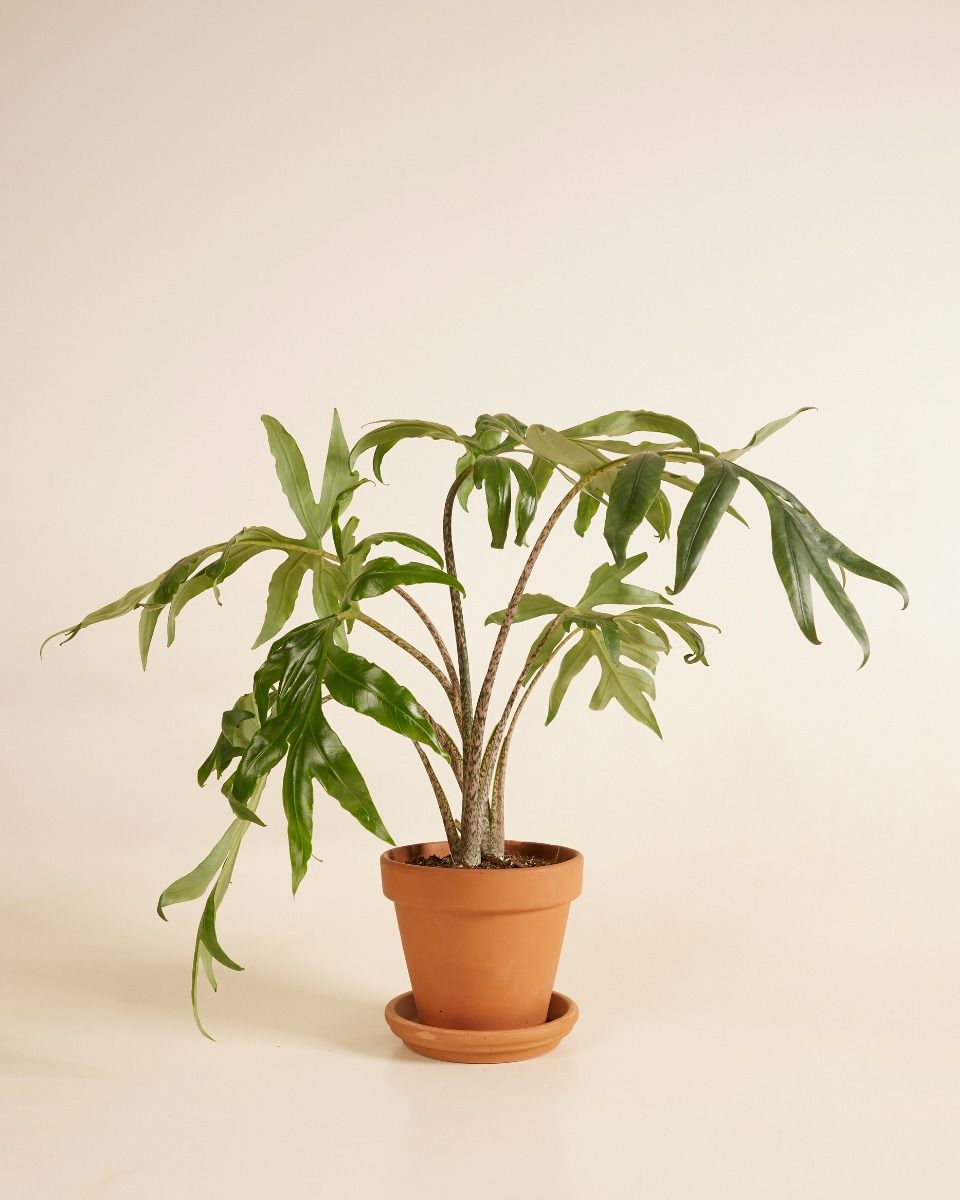 Shop Alocasia Brancifolia Pink Passion S (Elephant Ears) online