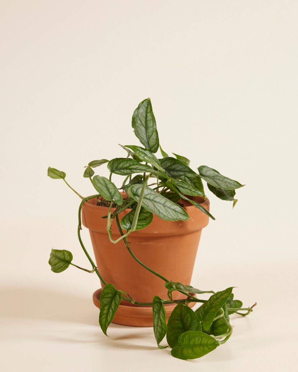 Monstera Siltepecana M (Fensterblatt) online kaufen | PLNTS.com