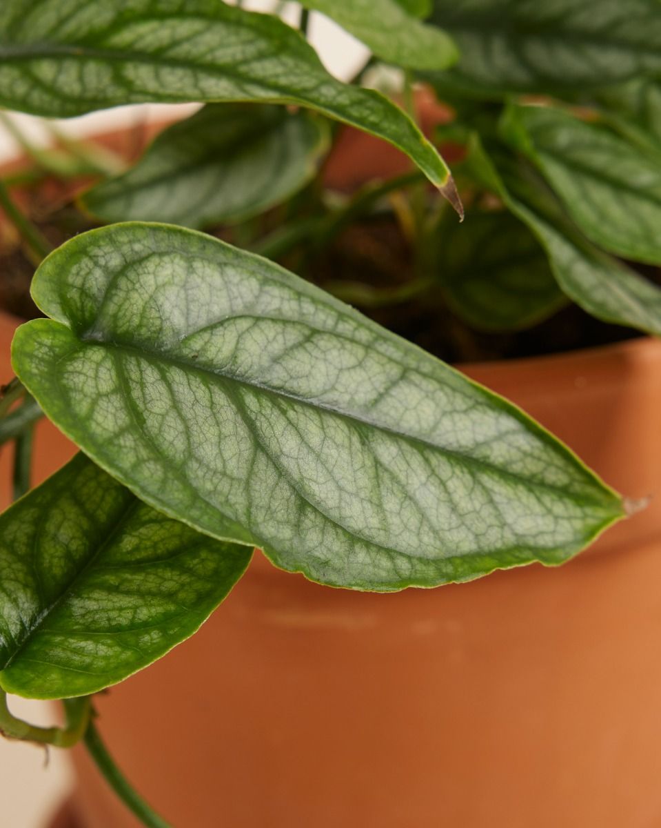 Monstera Siltepecana M (Fensterblatt) online kaufen | PLNTS.com