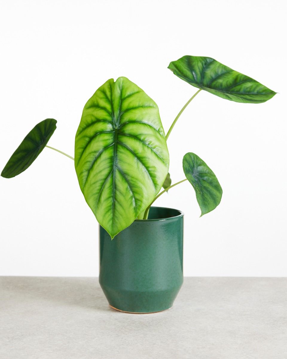 Shop Alocasia Clypeolata Green Shield M (Elephant Ears) online | PLNTS.com