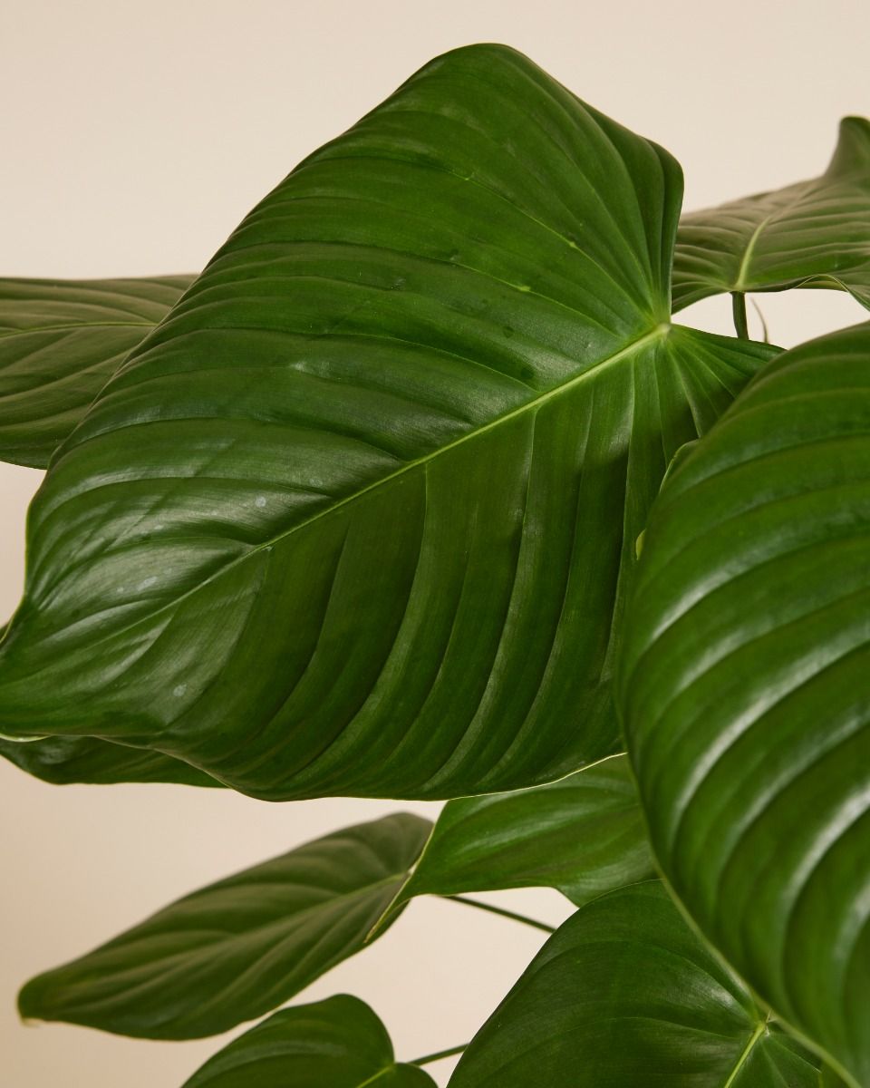 Shop Philodendron Grandipes S online | PLNTS.com