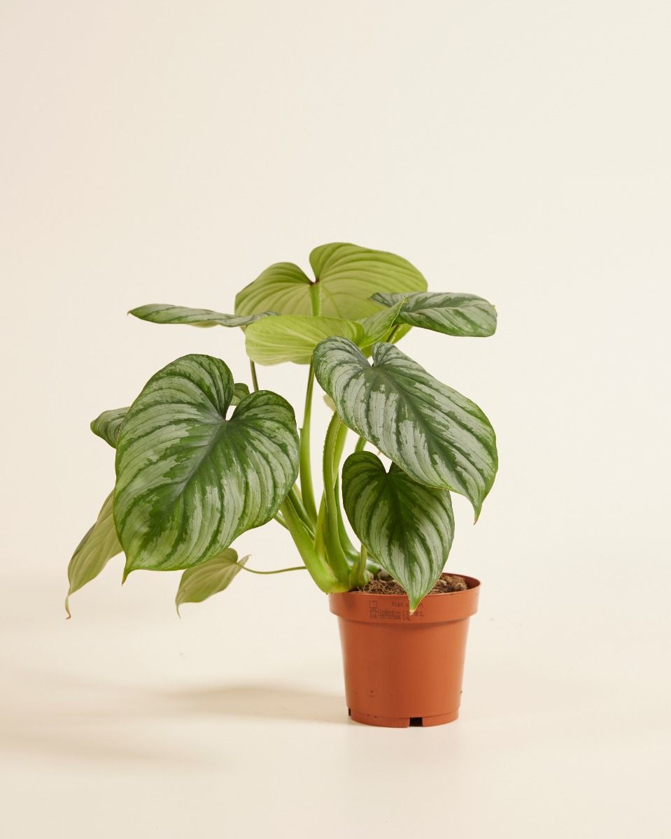 Shop Philodendron Mamei M online | PLNTS.com