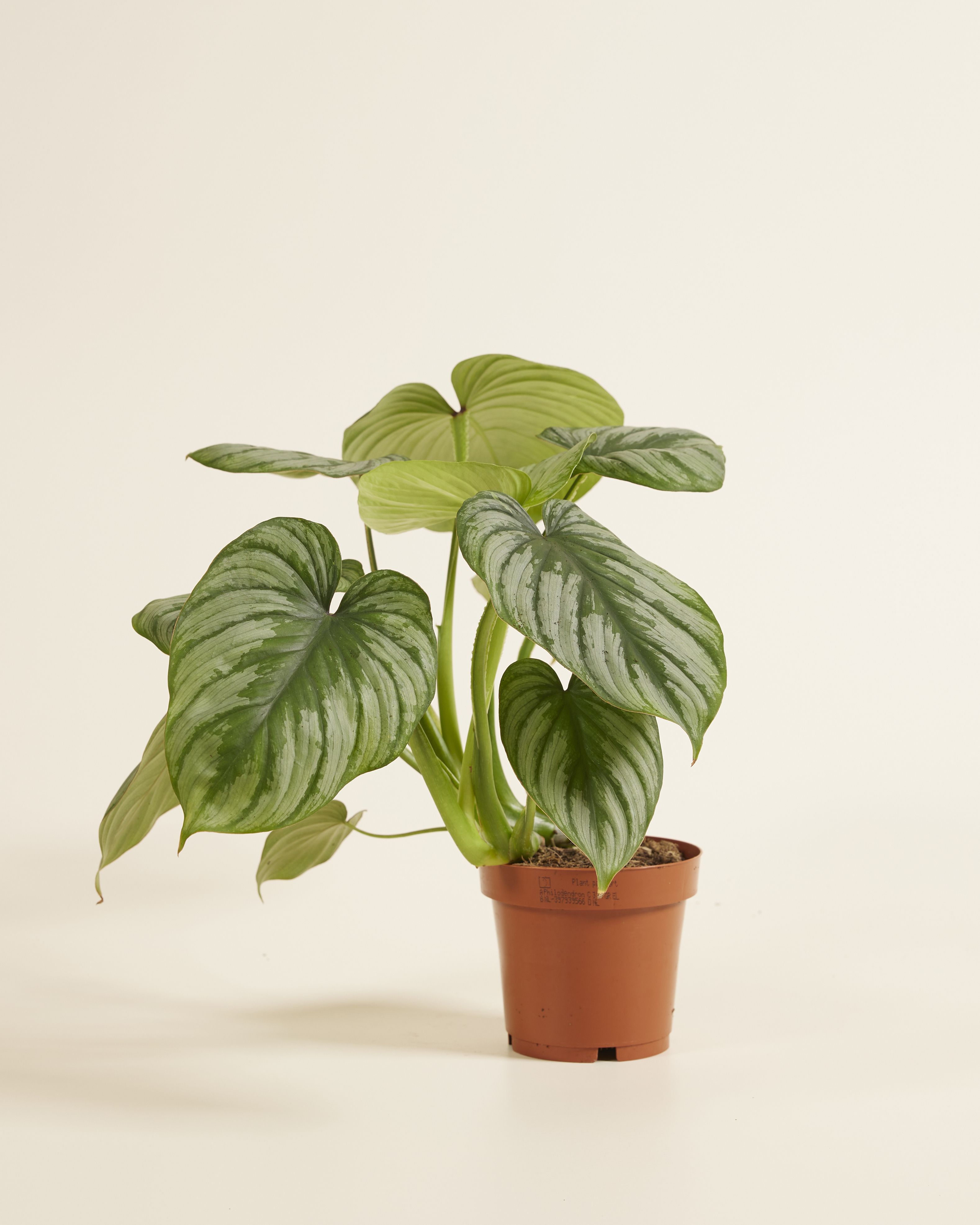 Shop Philodendron Mamei Silver Cloud S online | PLNTS.com