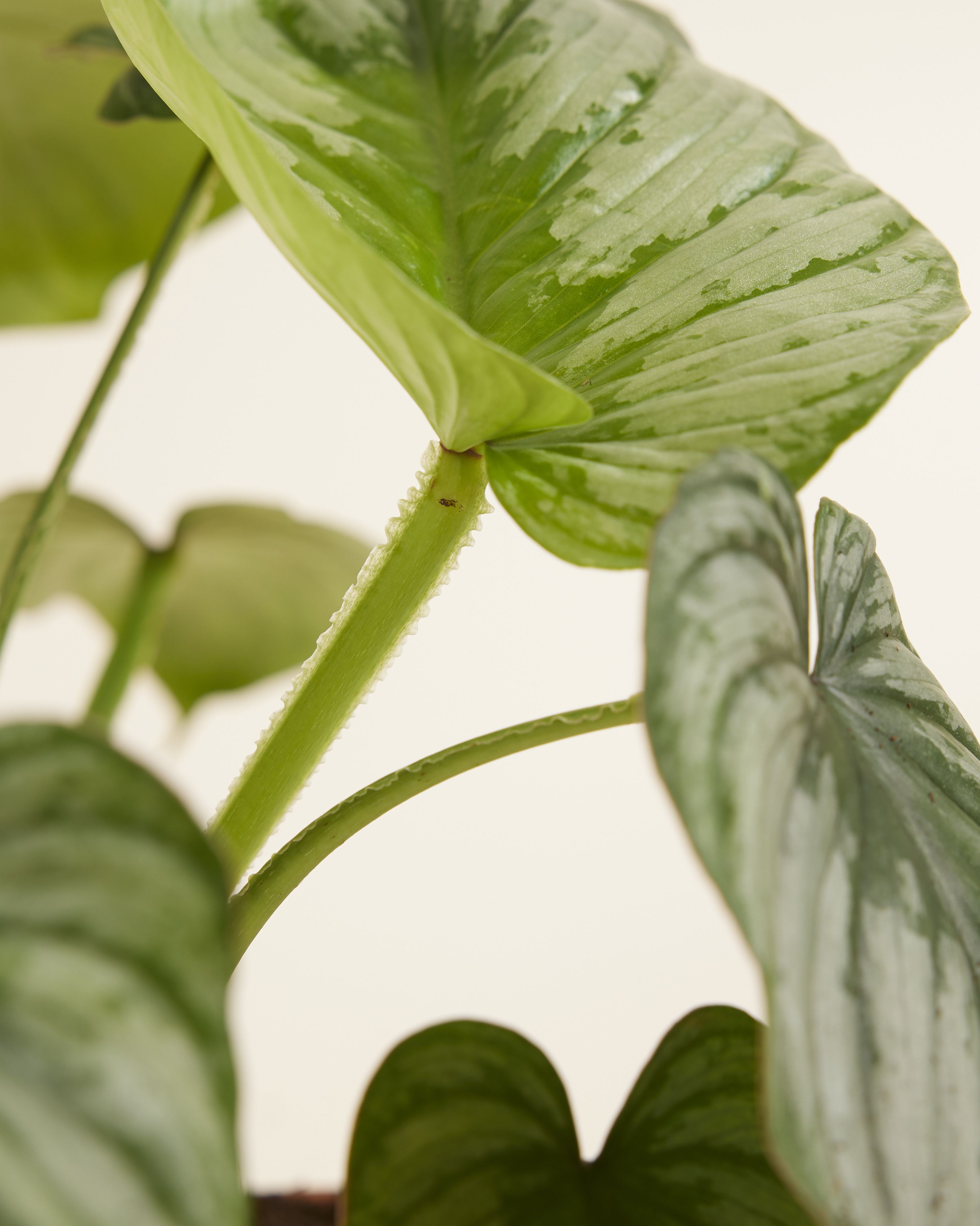 Shop Philodendron Mamei Silver Cloud S online | PLNTS.com