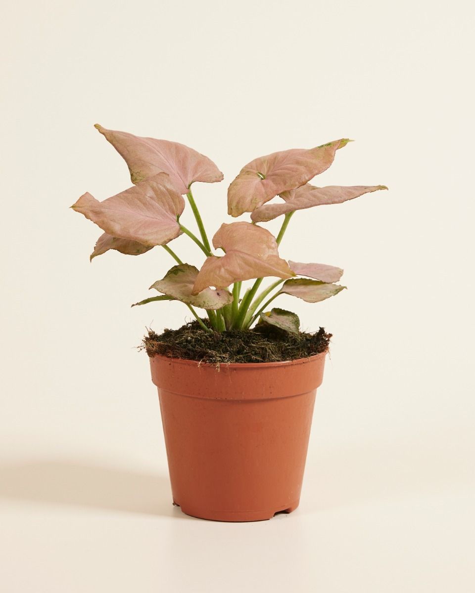 Shop Syngonium Strawberry M (Arrowhead) online | PLNTS.com