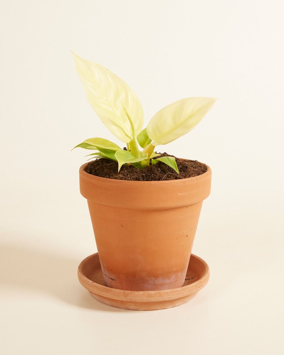 Philodendron Moonlight S (Baumfreund) online kaufen | PLNTS.com