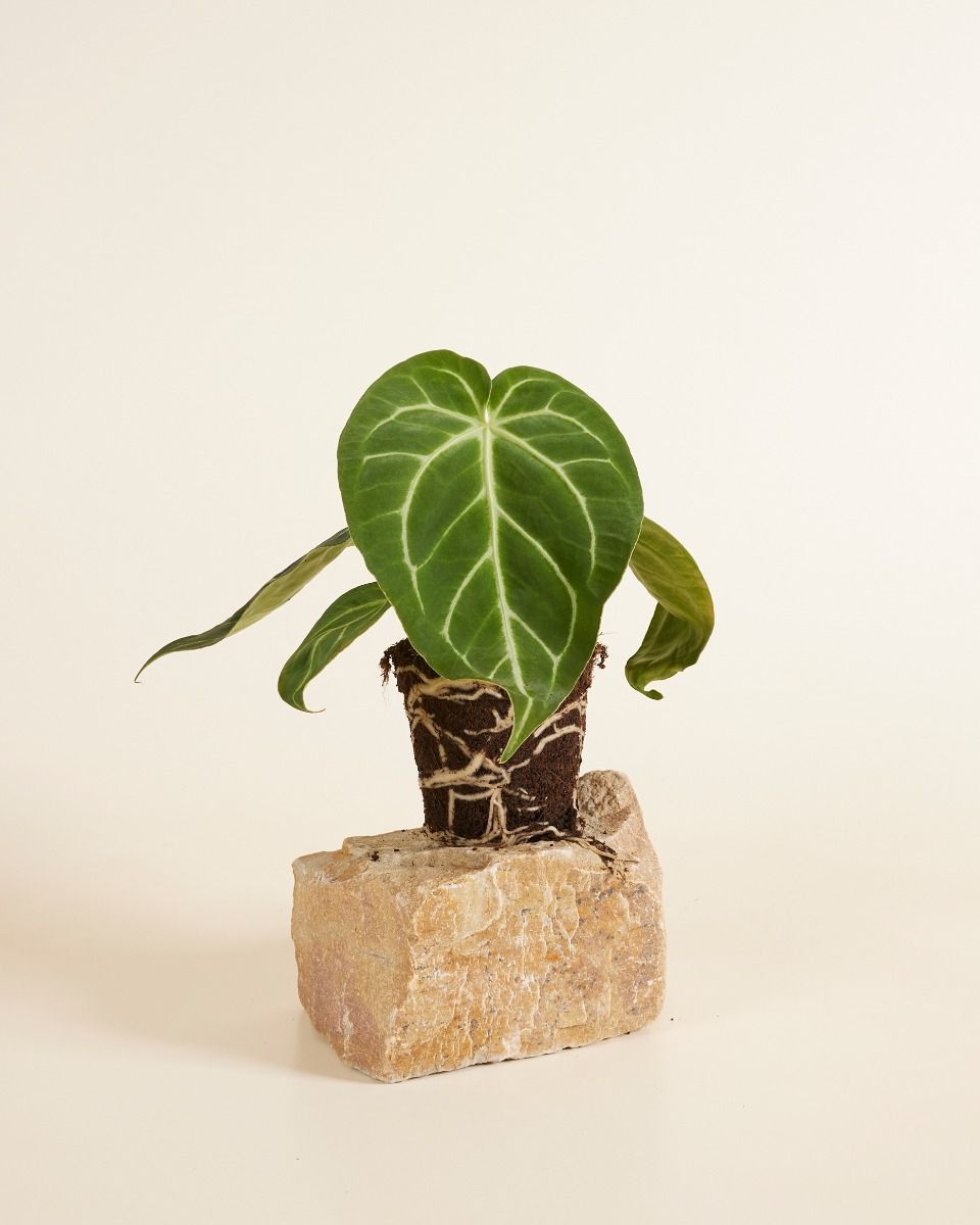 Shop Anthurium Magnificum M (Flamingo Plant) online | PLNTS.com