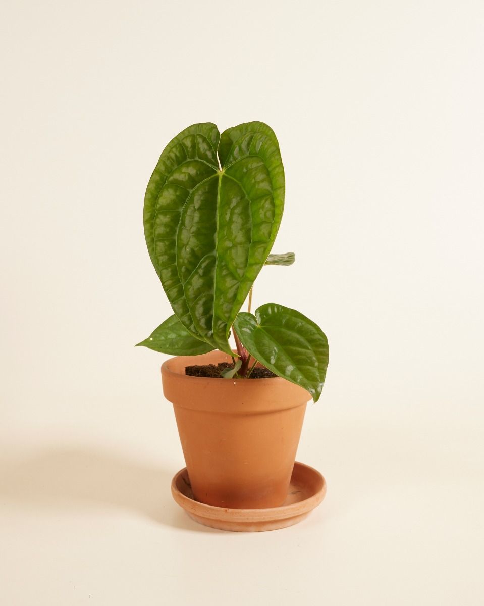 Shop Anthurium Magnificum x Luxurians M (Flamingo Plant) online