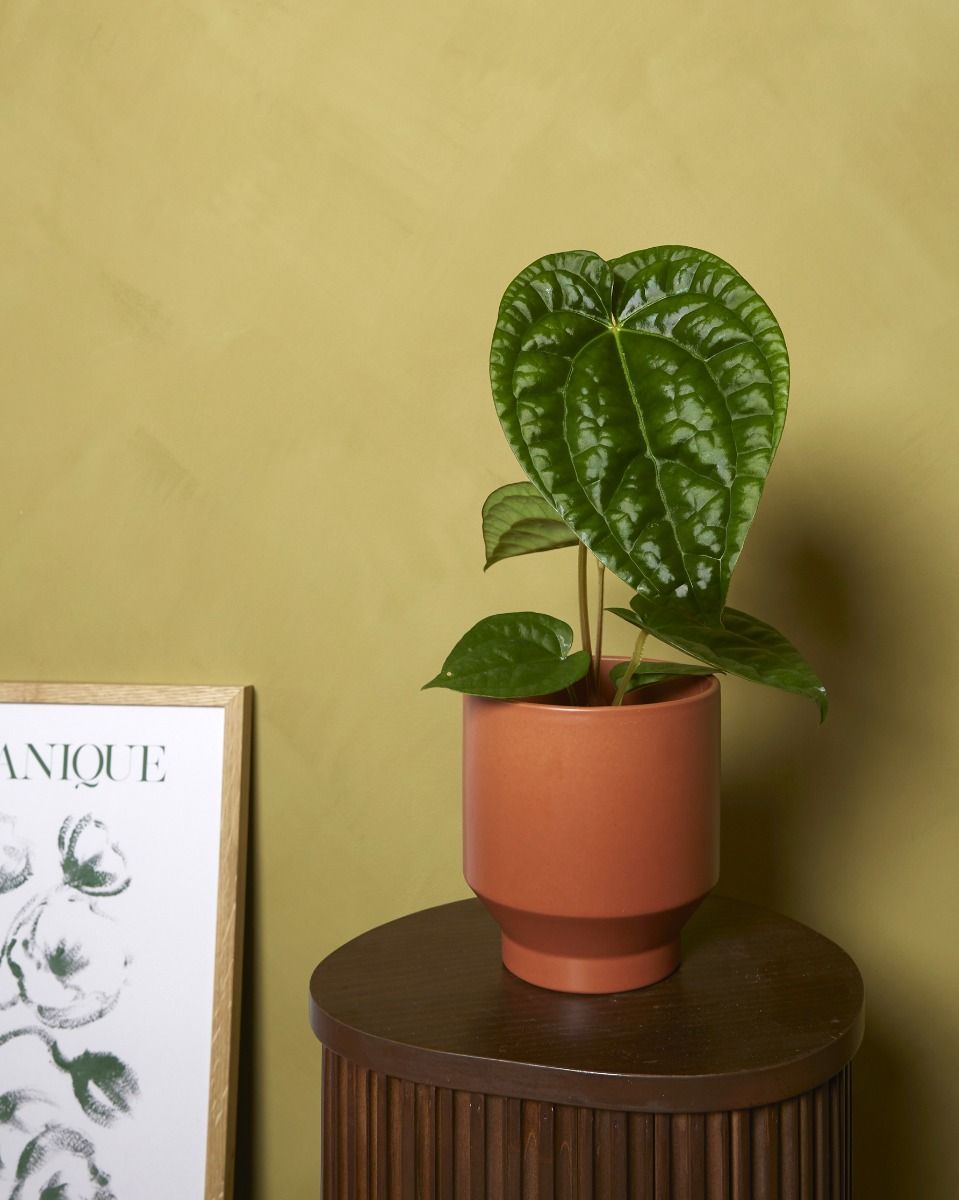 1株限りAnthurium Magnificum x Luxurians Anthurium magnificum x luxurians – Sprouts of Bristol